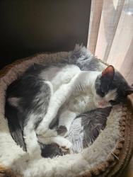Lost Female Cat last seen Riverside Park, Riverside Tap hse, Baltimore, MD 21230