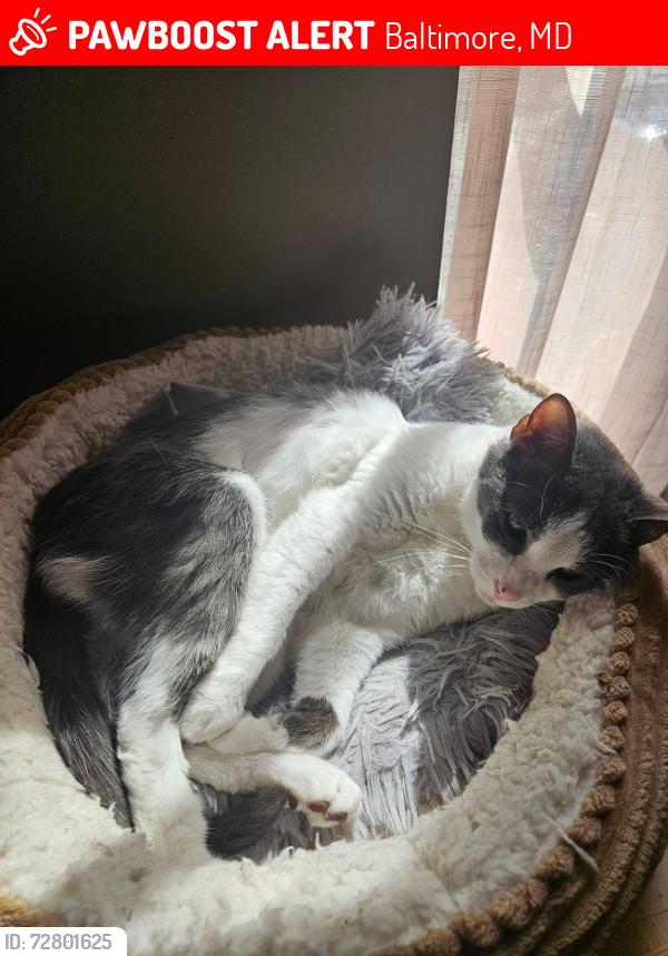 Lost Female Cat last seen Riverside Park, Riverside Tap hse, Baltimore, MD 21230