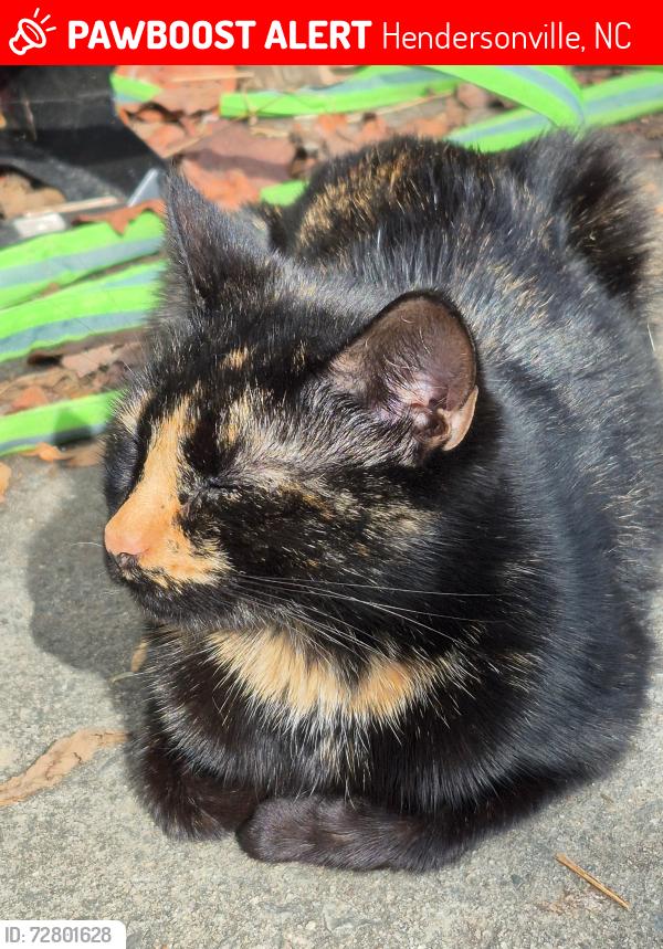 Lost Female Cat last seen 25GB Shoes, Hendersonville, NC 28791