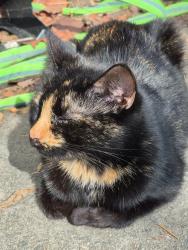 Lost Female Cat last seen 25GB Shoes, Hendersonville, NC 28791