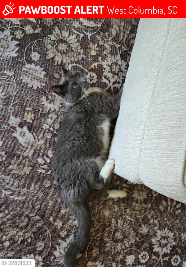 Lost Female Cat last seen Delree street/wattling rd, West Columbia, SC 29170