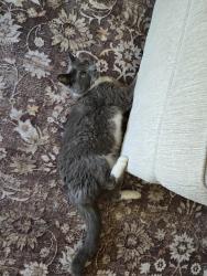 Lost Female Cat last seen Delree street/wattling rd, West Columbia, SC 29170