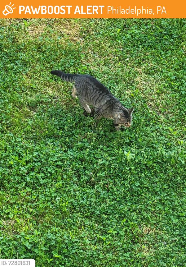 Found/Stray Unknown Cat last seen Near and market , Philadelphia, PA 19131
