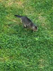 Found/Stray Unknown Cat last seen Near and market , Philadelphia, PA 19131
