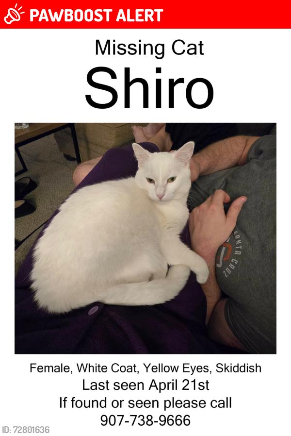 Lost Female Cat last seen Near Baltimore Annapolis Blvd, Baltimore, MD 21225, Linthicum Heights, MD 21090
