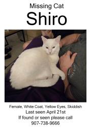 Lost Female Cat last seen Near Baltimore Annapolis Blvd, Baltimore, MD 21225, Linthicum Heights, MD 21090