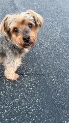 Lost Female Dog last seen Near Waikiki Way, Tampa, FL 33619
