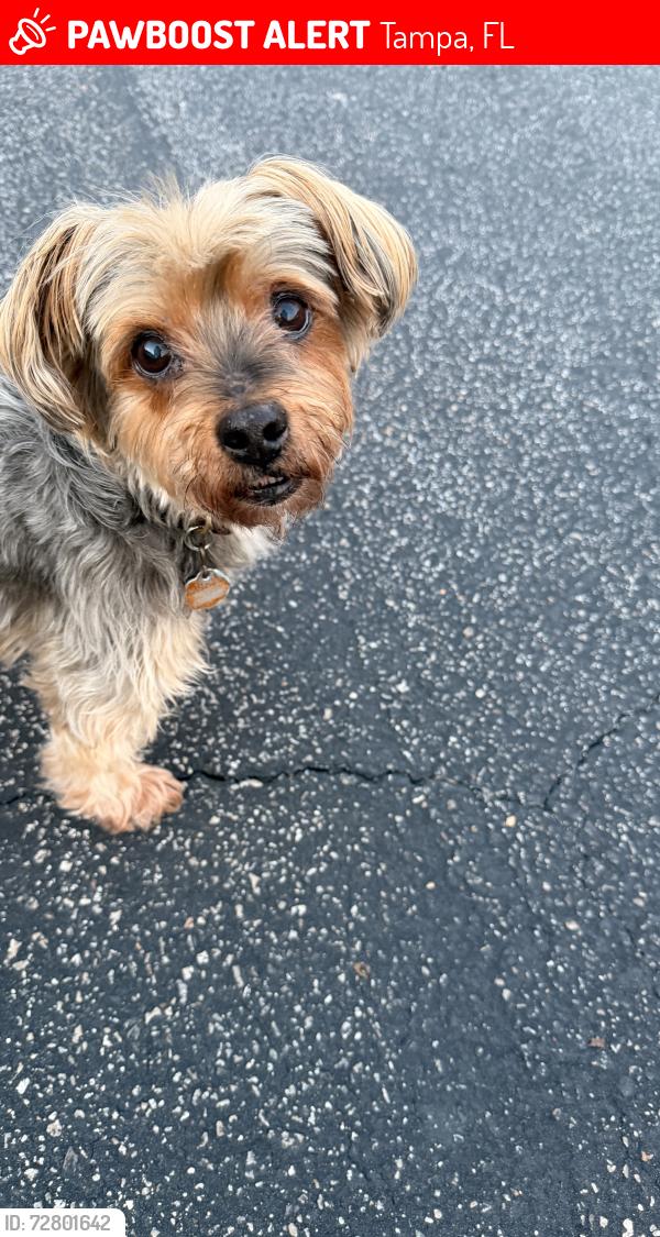 Lost Female Dog last seen Near Waikiki Way, Tampa, FL 33619