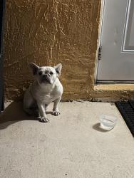 Found/Stray Female Dog last seen Harris field park , Homestead, FL 33030