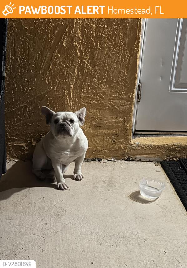 Found/Stray Female Dog last seen Harris field park , Homestead, FL 33030
