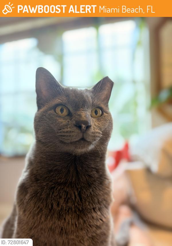 Found/Stray Female Cat last seen Near and Pennsylvania. Miami Beach , Miami Beach, FL 33139