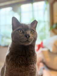 Found/Stray Female Cat last seen Near and Pennsylvania. Miami Beach , Miami Beach, FL 33139