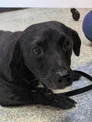Lost Female Dog last seen Bellaire Blvd & Osage St, Houston, TX 77036