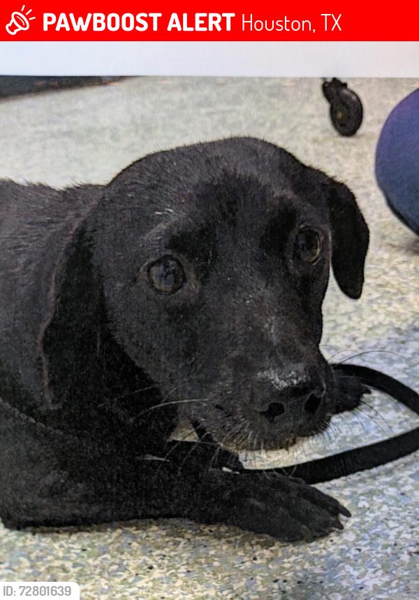 Lost Female Dog last seen Bellaire Blvd & Osage St, Houston, TX 77036