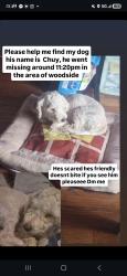 Lost Male Dog last seen 67th st & 47th ave -maurice ave, Queens, NY 11377