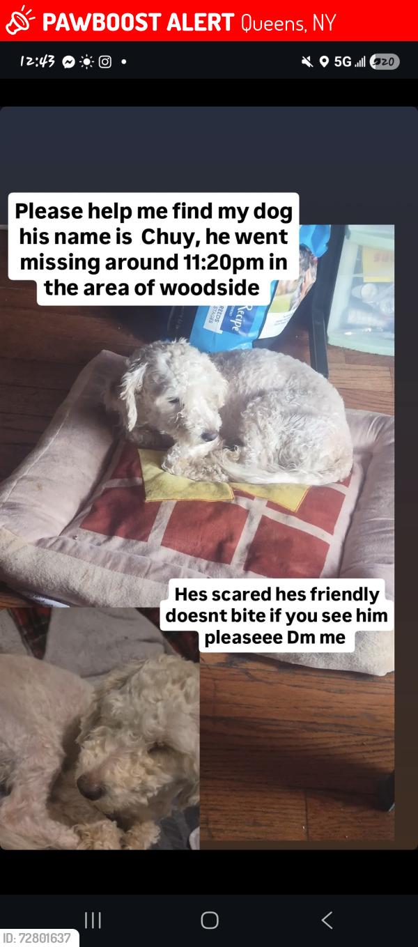Lost Male Dog last seen 67th st & 47th ave -maurice ave, Queens, NY 11377