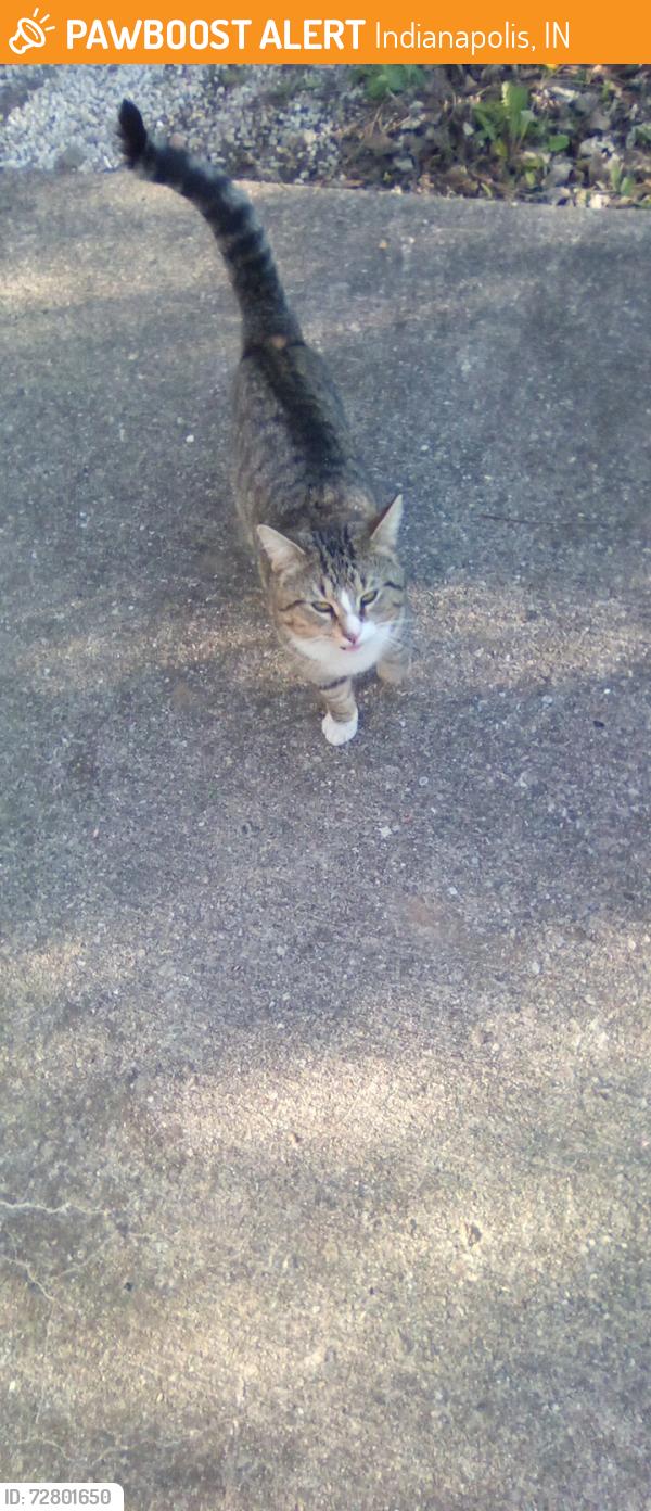 Found/Stray Male Cat last seen Keystone and Hanna, Indianapolis, IN 46227