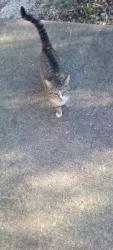 Found/Stray Male Cat last seen Keystone and Hanna, Indianapolis, IN 46227