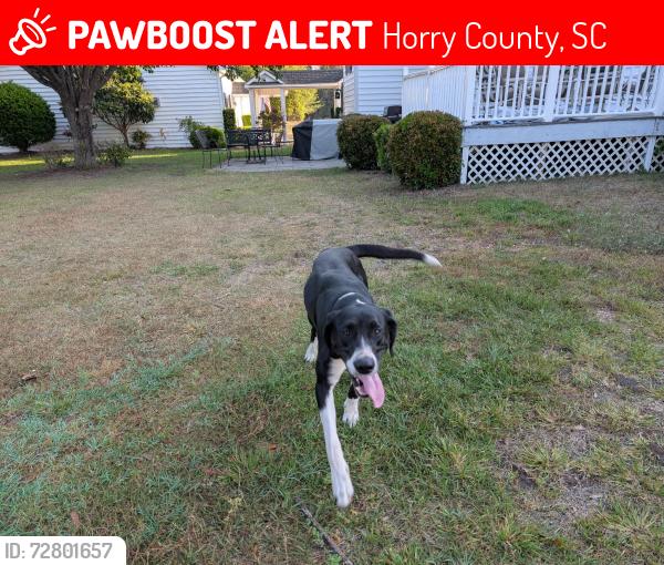 Lost Male Dog last seen Near , Horry County, SC 29569