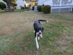 Lost Male Dog last seen Near , Horry County, SC 29569