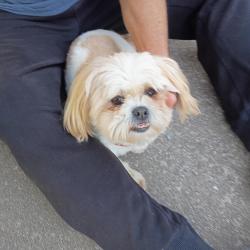 Found/Stray Unknown Dog last seen Mill Landing, Gwinnett County, GA 30043