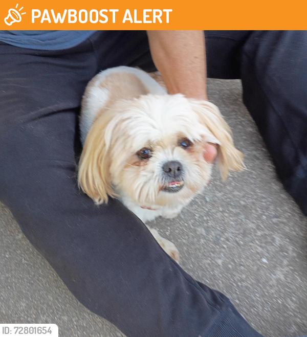 Found/Stray Unknown Dog last seen Mill Landing, Gwinnett County, GA 30043
