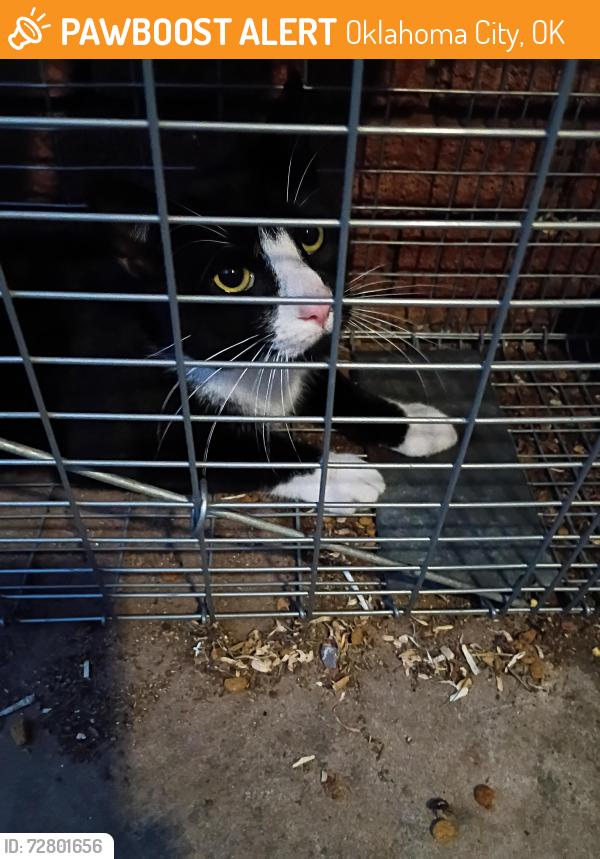 Found/Stray Unknown Cat last seen West Park Place and Villa Avenue , Oklahoma City, OK 73107