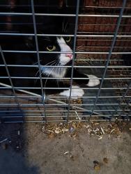 Found/Stray Unknown Cat last seen West Park Place and Villa Avenue , Oklahoma City, OK 73107