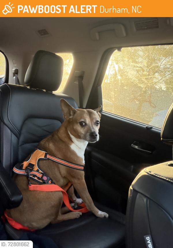Found/Stray Female Dog last seen Near Silverhawk lane Durham Nc, Durham, NC 27703