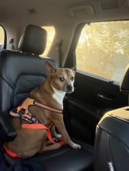 Found/Stray Female Dog last seen Near Silverhawk lane Durham Nc, Durham, NC 27703