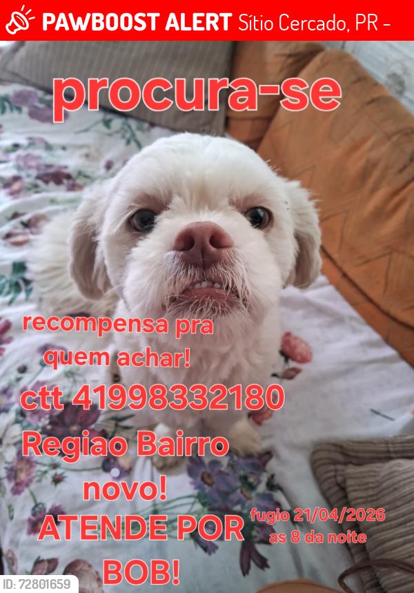 Lost Male Dog last seen Praça sitio, Sítio Cercado, PR 81925-596