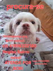 Lost Male Dog last seen Praça sitio, Sítio Cercado, PR 81925-596