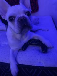 Lost Male Dog last seen 17th & High St, Denver, CO 80218