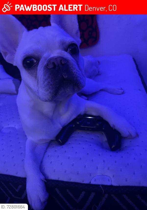 Lost Male Dog last seen 17th & High St, Denver, CO 80218