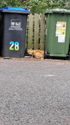 Reunited Unknown Cat last seen Heathcote , Heathcote, England CV34 6GE