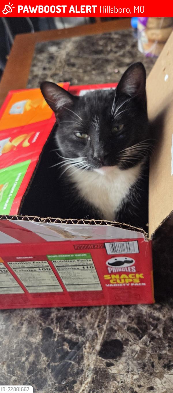 Lost Male Cat last seen Highway BB amd Glade Chapel near Brittons gas station , Hillsboro, MO 63050