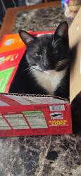 Lost Male Cat last seen Highway BB amd Glade Chapel near Brittons gas station , Hillsboro, MO 63050