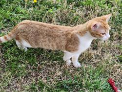 Lost Female Cat last seen Community and white , McKinney, TX 75071