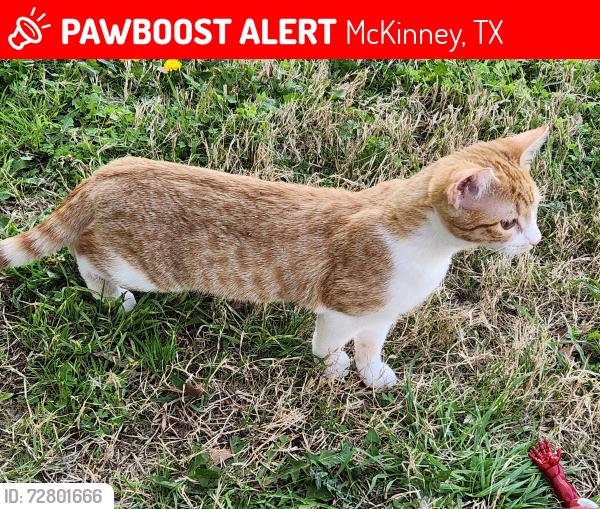 Lost Female Cat last seen Community and white , McKinney, TX 75071