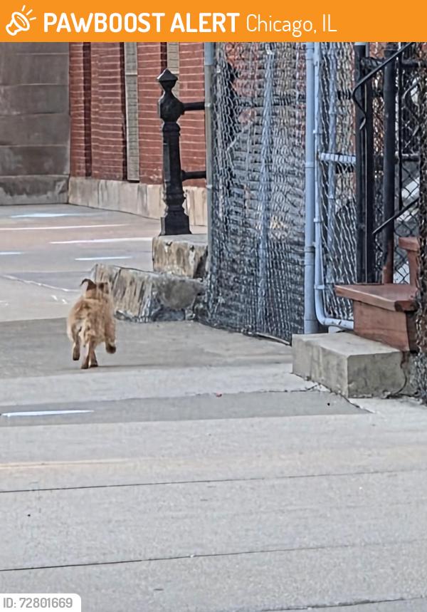 Found/Stray Unknown Dog last seen 28th and shields , Chicago, IL 60616