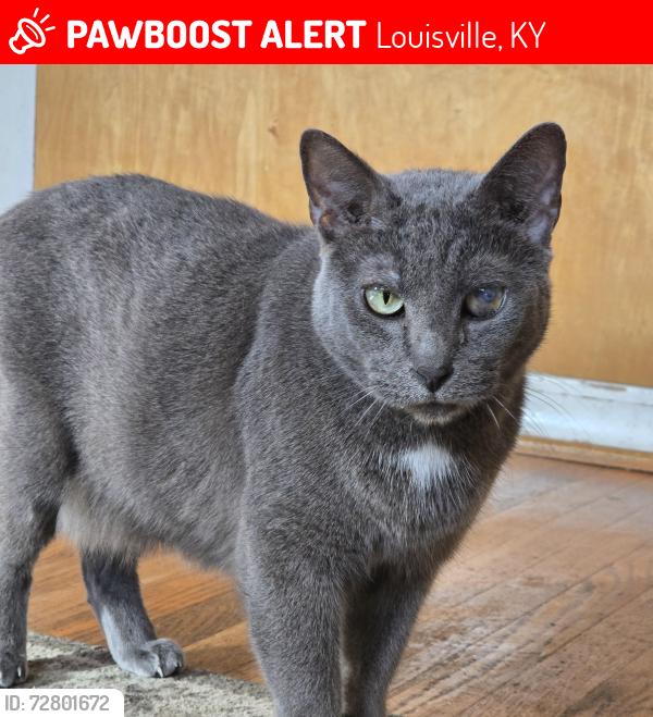 Lost Male Cat last seen Greenwood Road, Louisville, KY 40258