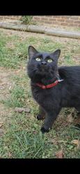 Found/Stray Female Cat last seen Near Cedar Ave Hudson, NC, Hudson, NC 28638
