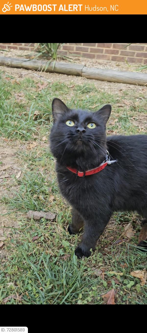 Found/Stray Female Cat last seen Near Cedar Ave Hudson, NC, Hudson, NC 28638