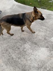 Found/Stray Female Dog last seen West drive, Houston, TX 77053
