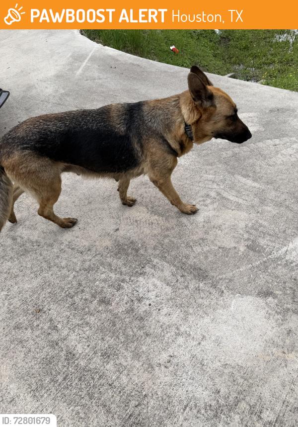 Found/Stray Female Dog last seen West drive, Houston, TX 77053