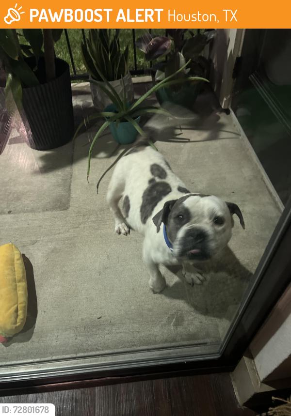 Found/Stray Unknown Dog last seen Volterra at Westlake apmts , Houston, TX 77084