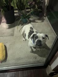 Found/Stray Unknown Dog last seen Volterra at Westlake apmts , Houston, TX 77084
