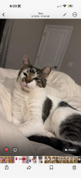 Lost Male Cat last seen Near NW 9th , Cape Coral, FL 33993