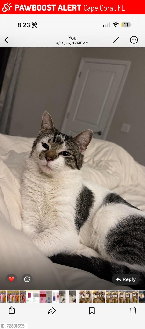Lost Male Cat last seen Near NW 9th , Cape Coral, FL 33993