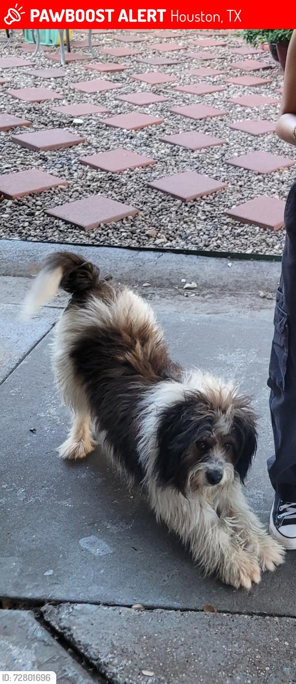 Lost Male Dog last seen Crosstimbers and airline , Houston, TX 77022